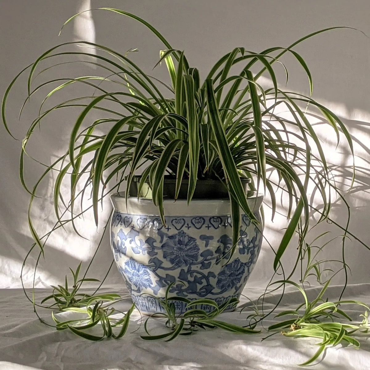 5 Best Air-Purifying Houseplants, According to NASA