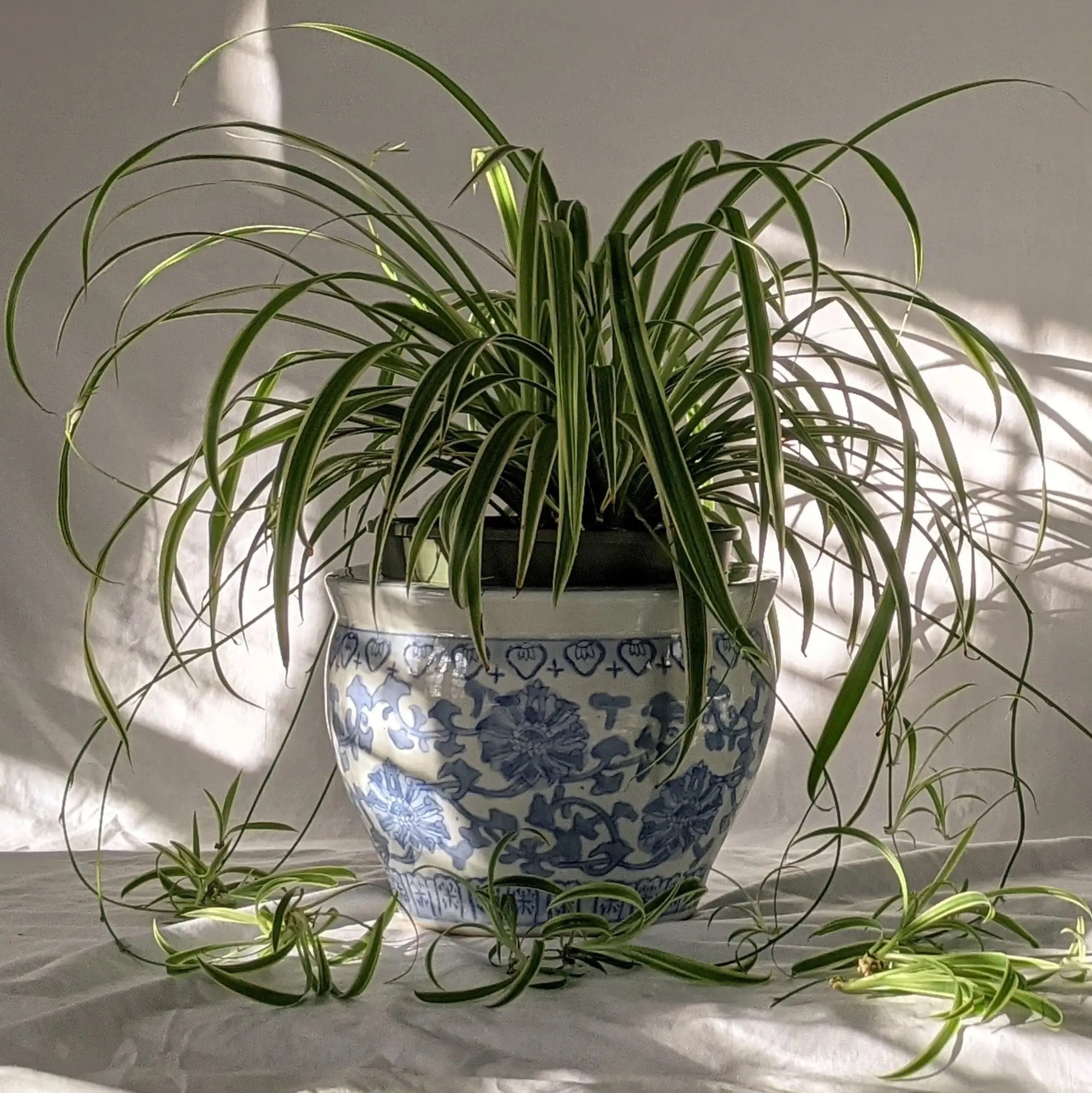 5 Best Air Purifying House Plants | Oscea